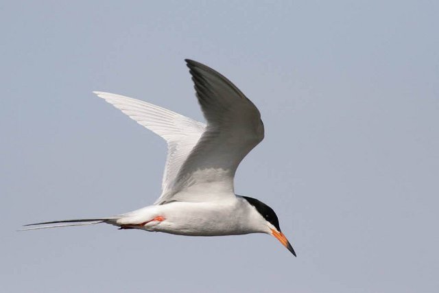 350_Forsters Tern